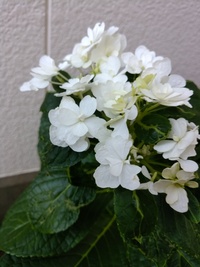季節外れの紫陽花＊小さな喜び