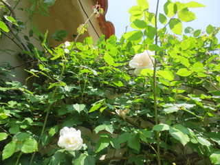 春の『La rose des Vents』さんへ♪　イベント参加のお知らせも。