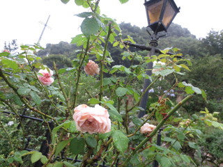 夏の『La rose des Vents』さんへ♪