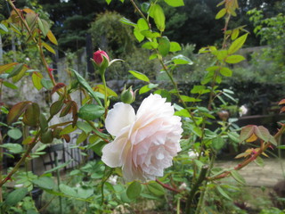 秋の『La rose des Vents』さんへ♪