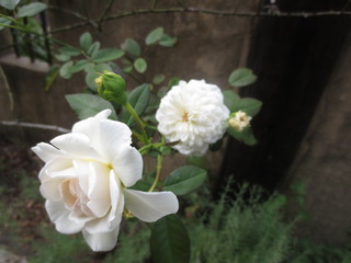 秋の『La rose des Vents』さんへ♪
