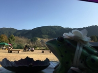 【おわだ秋桜まつり・森のマルシェ】でした♪ 2016/11/07 16:03:56
