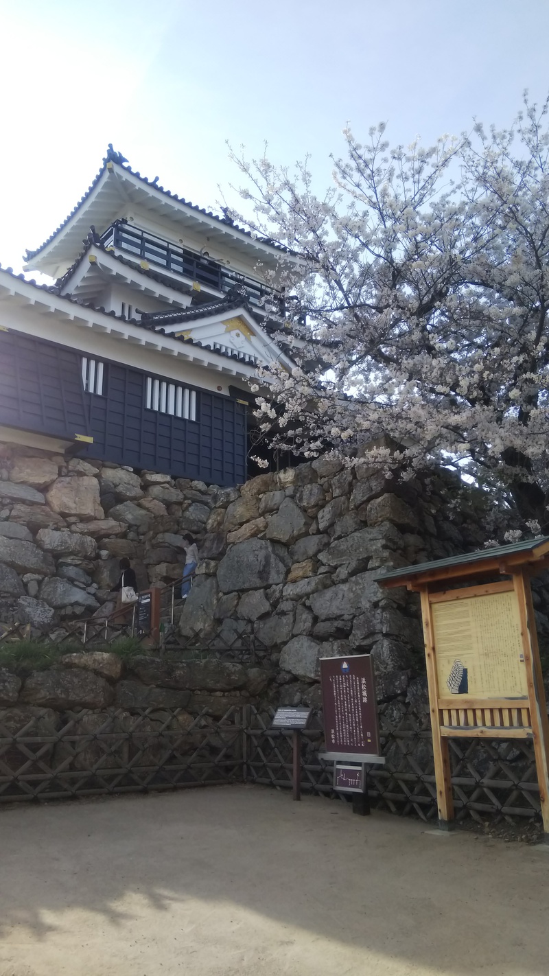 桜満開