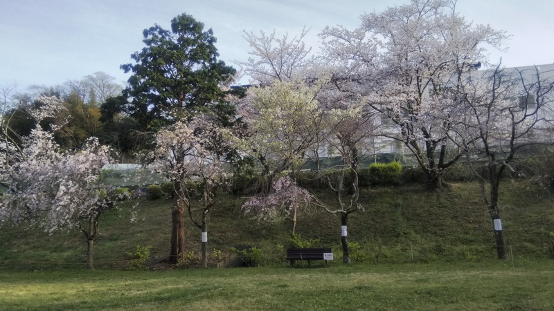 桜満開