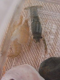 ザリガニの脱皮 2020/08/15 15:01:24