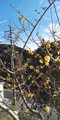 蝋梅（ろうばい）の季節 2019/01/11 14:36:27