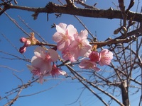 河津桜の開花 2021/02/11 11:35:29