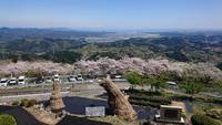 絶景の粟ヶ岳の桜 2020/04/05 22:32:25