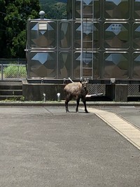 工場の来訪者 2020/07/02 16:35:20