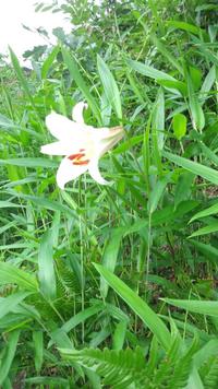 ６月の花 2020/06/22 10:16:06