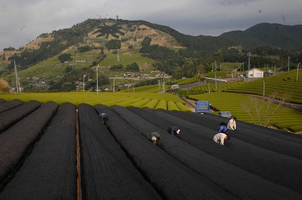 山の神荒茶製造