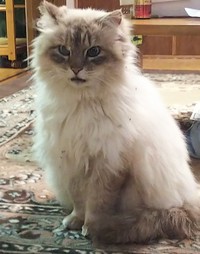 猫の日 2019/02/22 20:50:05