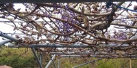 藤の花が咲き始めました 2019/04/12 09:05:00