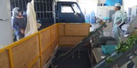 茶工場　茶葉の搬入 2019/04/28 15:32:33