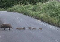 いのしし一家のお通りだ！ 2019/06/27 13:51:16