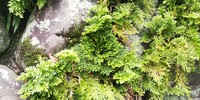 梅雨空のシダ、コケ 2019/07/17 10:34:03