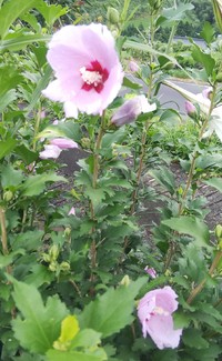 夏の木　ムクゲ 2019/08/24 10:25:59