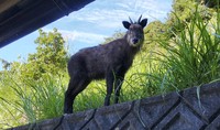窓を開けたら「カモシカ」が・・・・ 2019/09/24 21:01:47