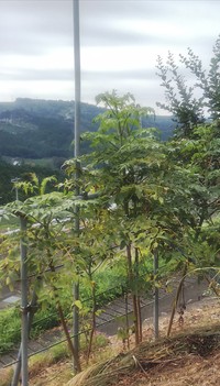 皇帝ダリアの成長 2019/10/08 21:39:00