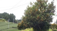 キンモクセイの季節 2019/10/21 22:38:05