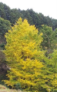 東山の紅葉 2019/11/26 22:42:29
