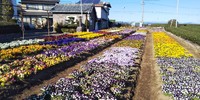 花の苗を買いに！ 2019/12/03 22:21:34