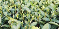 萌芽も進んできて 2020/04/05 08:05:00
