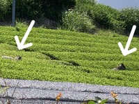 ニホンカモシカの里 2020/06/08 11:59:30