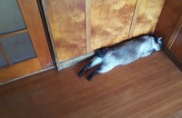 盆送りと最高気温の記録 2020/08/16 20:05:55