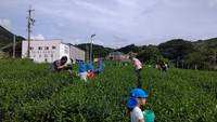 園児の手摘み体験 2020/09/29 10:38:42