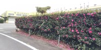 山茶花（さざんか）の生垣 2020/12/10 08:20:00