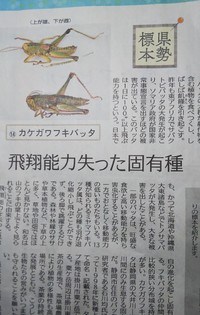 カケガワフキバッタのこと 2021/02/10 08:50:00