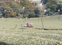 今週の農作業は茶園のナラシ 2021/02/16 19:44:06