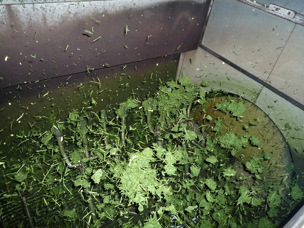 山の神荒茶製造