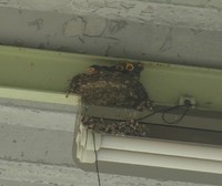 ツバメのひな育て 2020/07/22 21:10:28