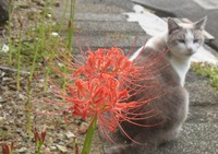 彼岸花 2020/09/25 08:47:13