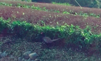 キジ 2018/05/18 18:36:00