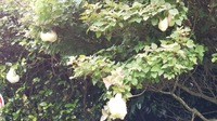 今年も!モリアオガエル 2018/06/18 23:41:00