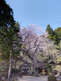 桜満開！　2024.4.2