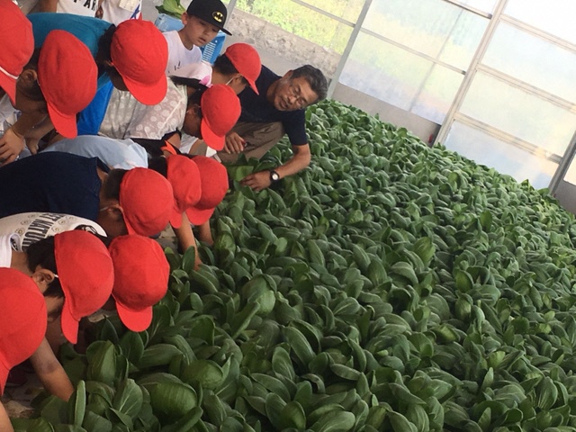 浅羽北小学校２年生が、チンゲンサイ収穫体験をしました！