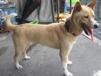 袋井市役所で現在迷い犬を1頭保護しています！ご協力をお願いいたします！