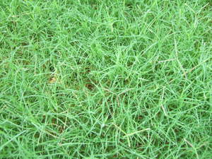 芝生の種類 L 袋井市の芝生販売 芝生の手入れ専門 ふーまの店