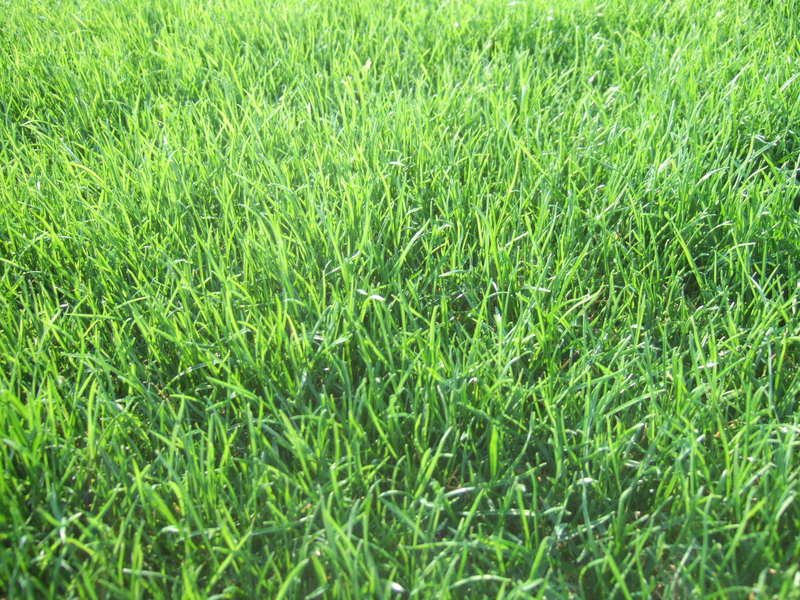 厳寒のゆめりあサッカー場、鮮やかな緑の芝生です！