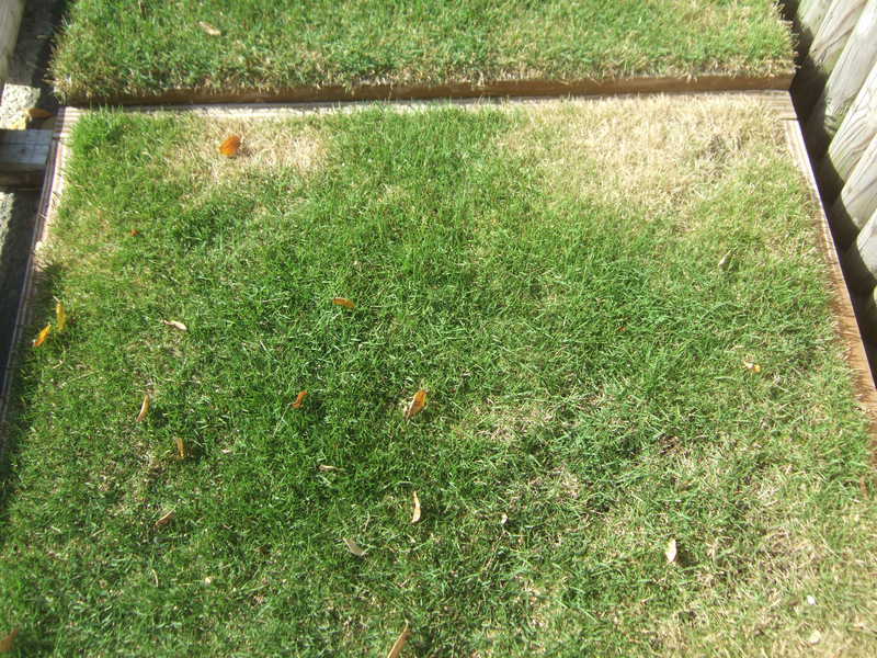 展示芝生にコガネムシの幼虫害の疑いがあるので殺虫剤を散布 L 袋井市の芝生販売 芝生の手入れ専門 ふーまの店