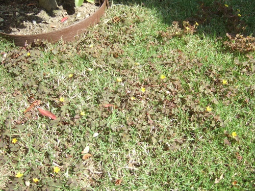 芝生のカタバミ 赤葉 に除草剤を散布しました L 袋井市の芝生販売 芝生の手入れ専門 ふーまの店