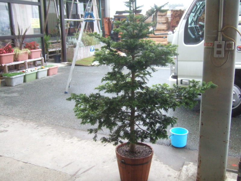 モミの木を掘り取りクリスマスツリー用として鉢入れしました L 袋井市の芝生販売 芝生の手入れ専門 ふーまの店