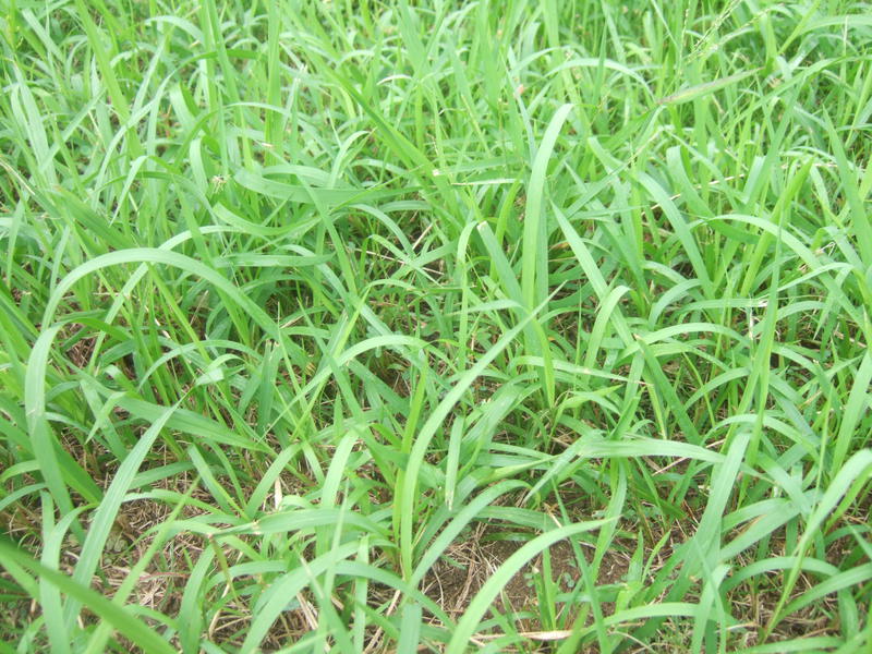生い茂った芝生雑草に除草剤を散布しました L 袋井市の芝生販売 芝生の手入れ専門 ふーまの店