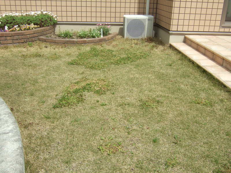 掛川市t様芝生のクローバー 除草剤が効いて枯れてきました L 袋井市の芝生販売 芝生の手入れ専門 ふーまの店
