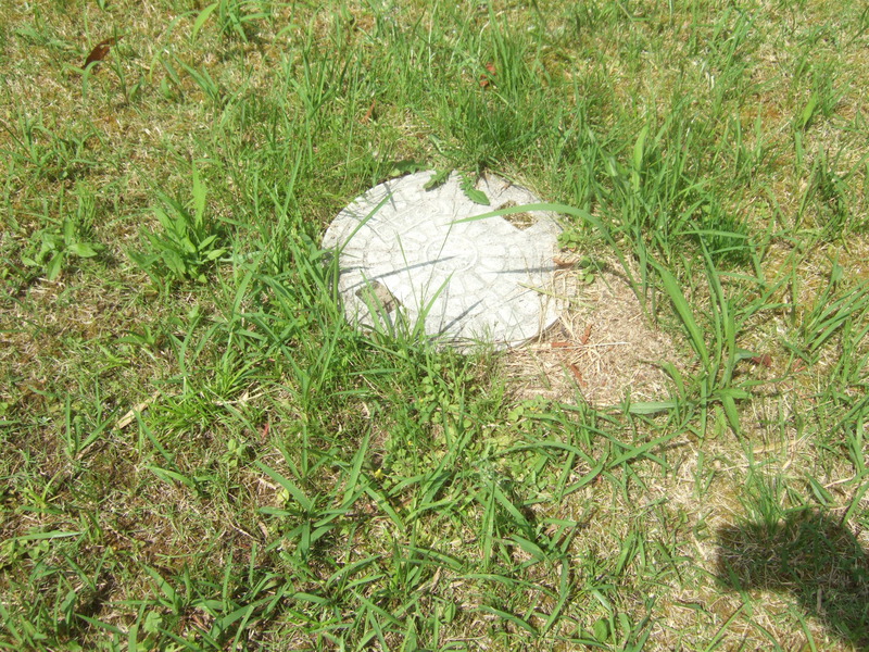 雑草と苔が多い芝生の再生を始めました L 袋井市の芝生販売 芝生の手入れ専門 ふーまの店