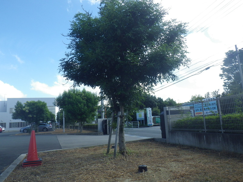 樹木の回復へ②その後